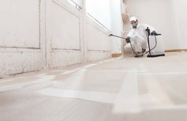 24/7 Emergency Black Mold Remediation experts in Stoneham, MA