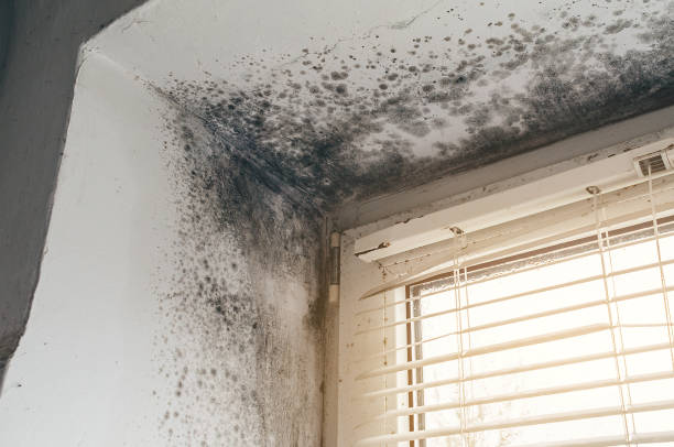 Affordable Black Mold Remediation solutions in Stoneham, MA